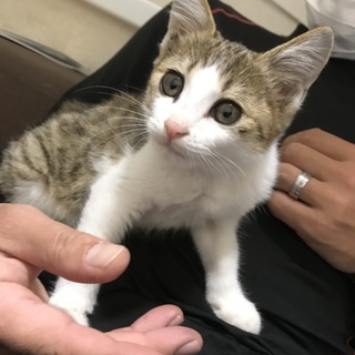 人が大好き！可愛い子猫☆女の子
