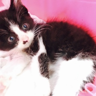 かわいいハチワレ子猫！男の子！