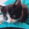 かわいいハチワレ子猫！男の子！ サムネイル2