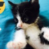 かわいいハチワレ子猫！男の子！ サムネイル4