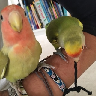 コザクラインコの里親探しています。