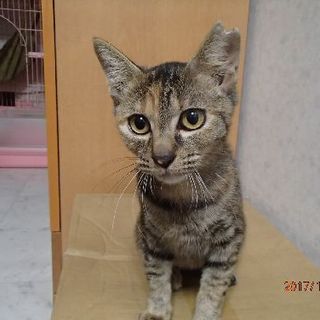 おしとやか麦ノさん。