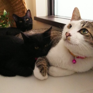 サバトラ君里親さん募集中