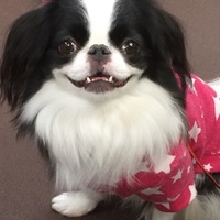 ココア