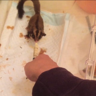 里親さん決まりました。応募ありがとうございました。