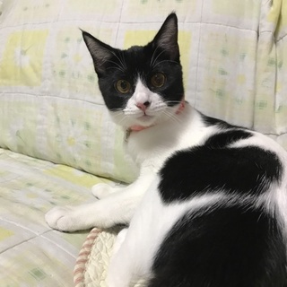 交渉中　つやつや美女子♪　　あまあま静香姫