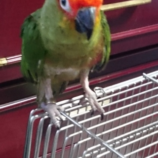 中型インコ(ゴシキメキシコ)