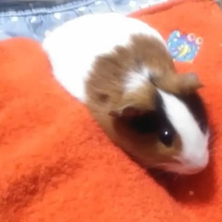 決まりました。皆様ありがとうございました！