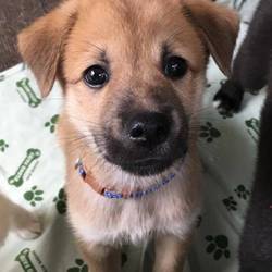 アグリドッグレスキュー譲渡会 サムネイル2