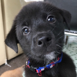 アグリドッグレスキュー譲渡会 サムネイル3