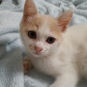 保護子猫　ミルクティー色　女の子