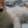 保護子猫　ミルクティー色　女の子 サムネイル2