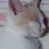 保護子猫　ミルクティー色　女の子 サムネイル3