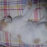 保護子猫　ミルクティー色　女の子 サムネイル4