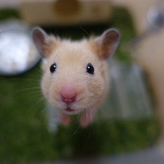 キンクマハムスター 男の子 ♂