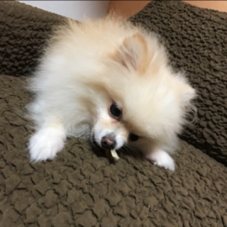 ポメラニアン、オス