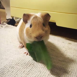 モルモットの里親募集