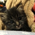 1ヶ月の仔猫の里親さん募集