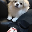 元気いっぱいポメズーのもち吉君
