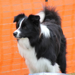 アウトドアドッグフェスタ（富士見）