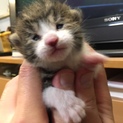 生後3週間の子猫