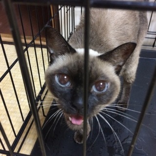 片手の猫ちゃん