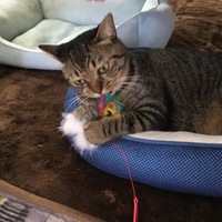 コトラ