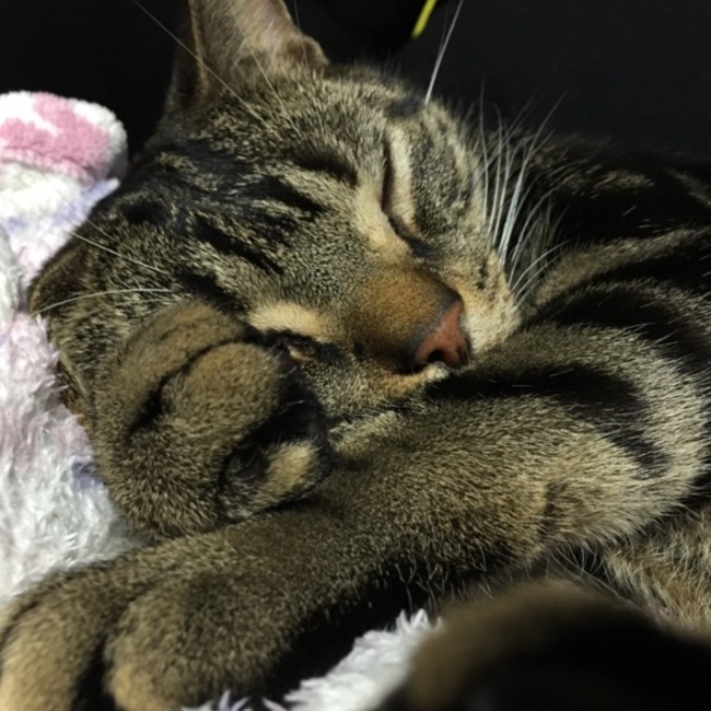 tama63のカバー写真