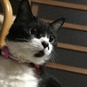 よしぃあ