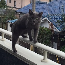 ベランダでパトロール中