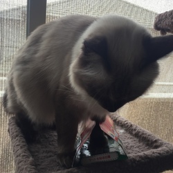 ゴキブリこいこい引っかかった！