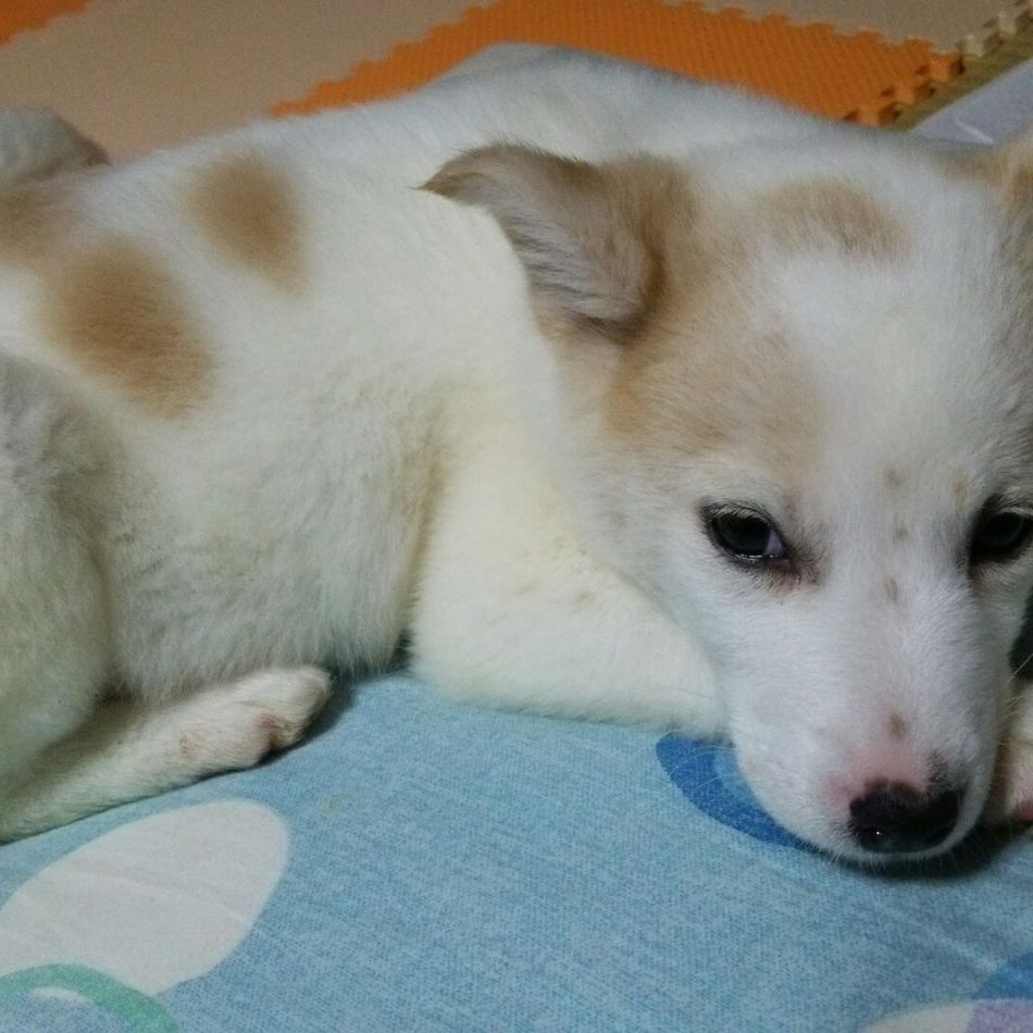 ゆずのカバー写真