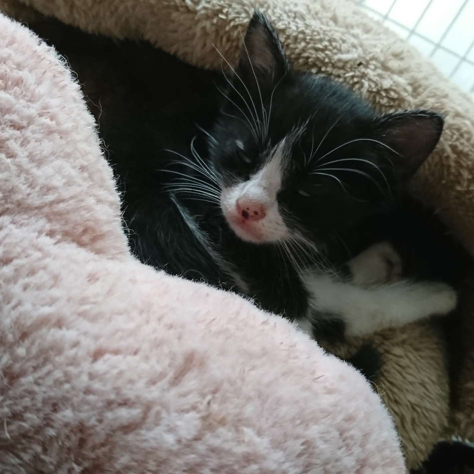 プリンたんのカバー写真