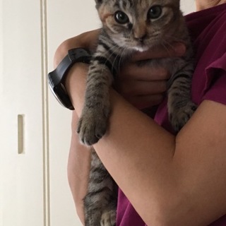 元気いっぱいのキジ猫ちゃん❗️