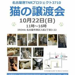 保護猫の譲渡会