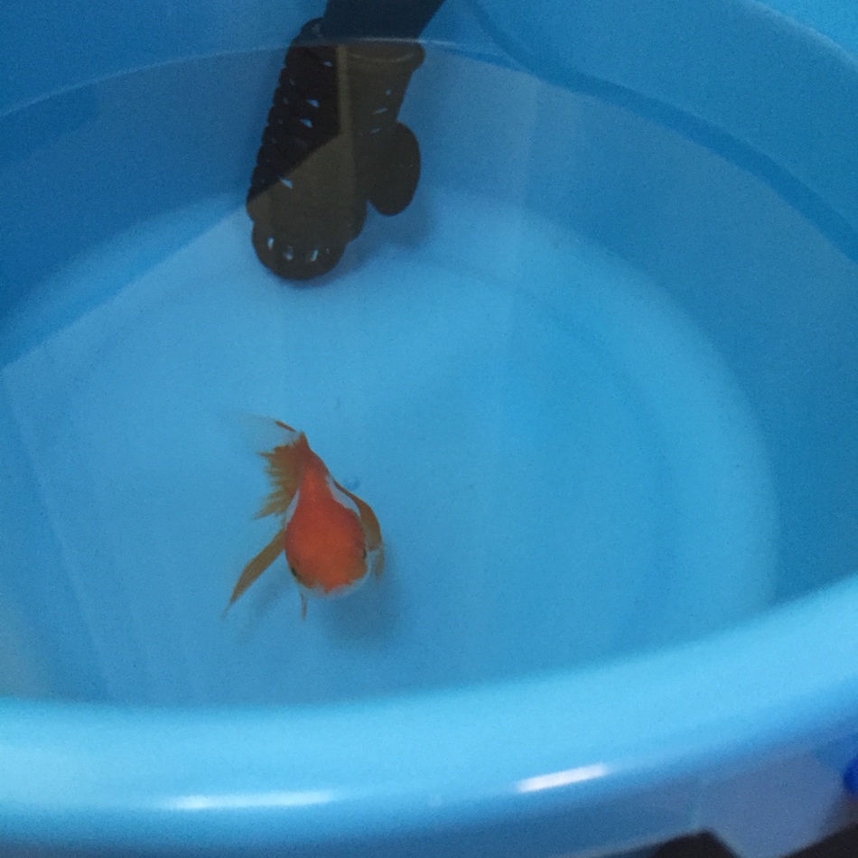 （未定）のカバー写真