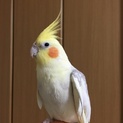 オカメインコ里親募集