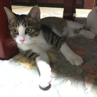 3兄弟の1匹新しい家族が見つかりました！