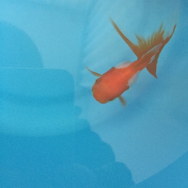 （未定）の写真