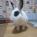 保護ウサギ・シロップちゃん