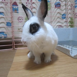 保護ウサギ・シロップちゃん