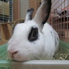 保護ウサギ・シロップちゃん サムネイル2