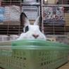 保護ウサギ・シロップちゃん サムネイル3
