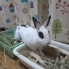保護ウサギ・シロップちゃん サムネイル4