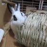 保護ウサギ・シロップちゃん サムネイル5