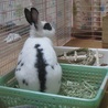 保護ウサギ・シロップちゃん サムネイル6
