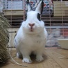 保護ウサギ・シロップちゃん サムネイル7