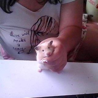 キンクマハムスター飼いませんか？