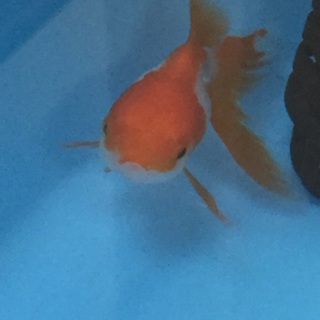 更紗オランダ獅子頭