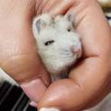 プティングハムスター飼いませんか？
